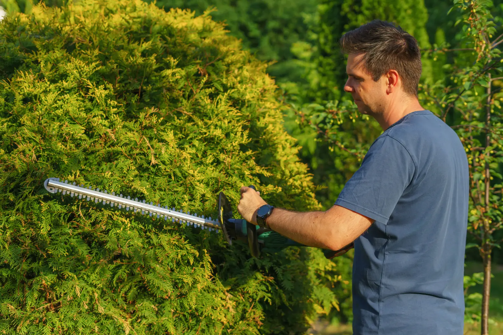 Hedge being professionally trimmed